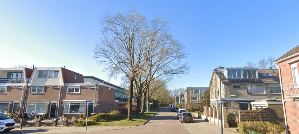Bomen langs de Sint Jozefstraat in Hoorn waarvoor een kapaanvraag is ingetrokken.
