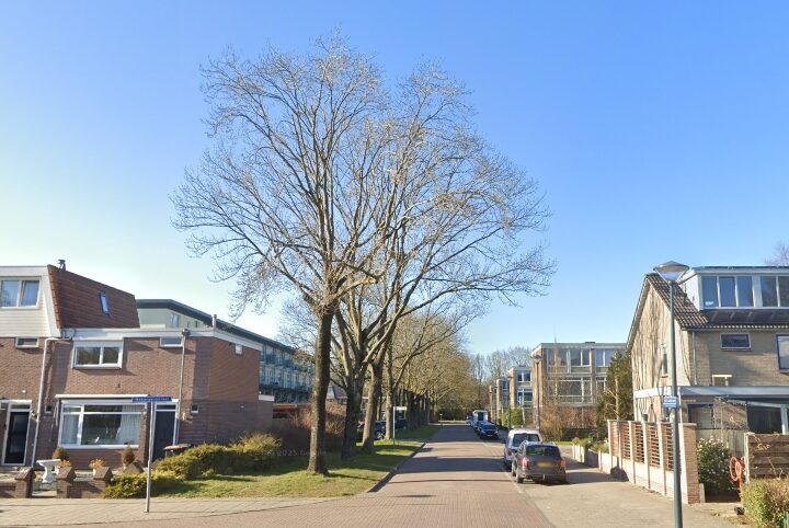 Bomen langs de Sint Jozefstraat in Hoorn waarvoor een kapaanvraag is ingetrokken.