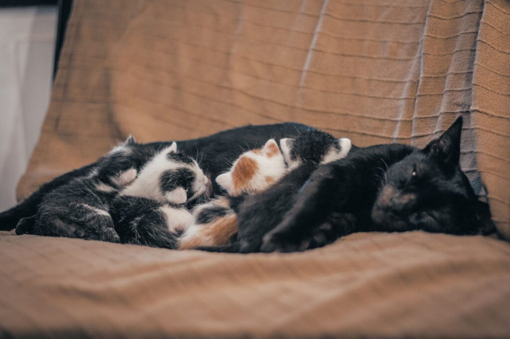 cats lying on a cloth