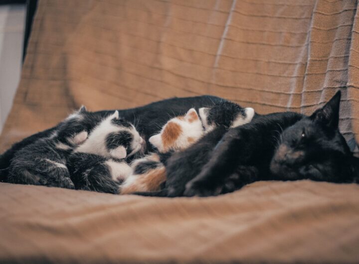 cats lying on a cloth