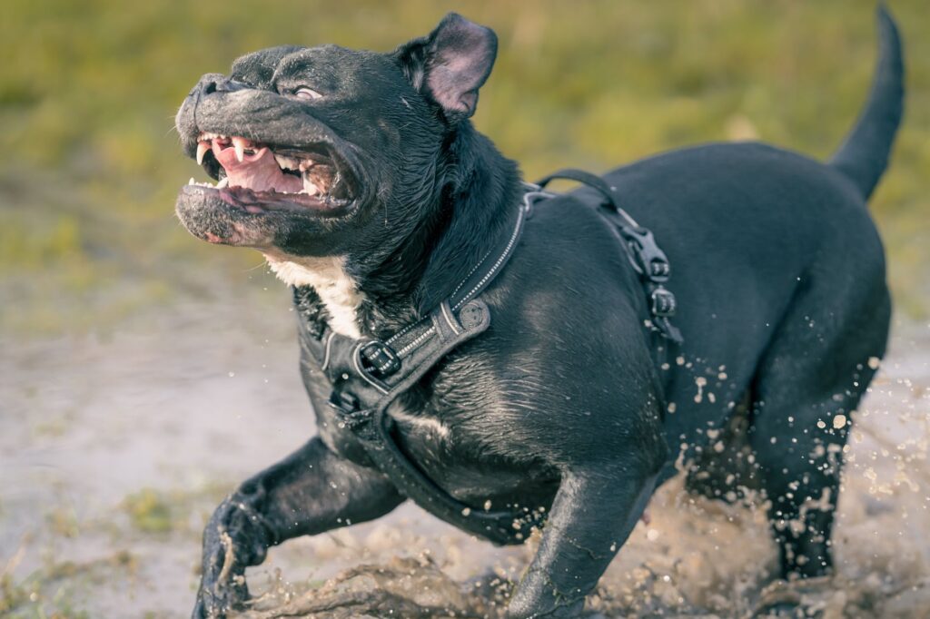 energetic black dog running in water outdoors