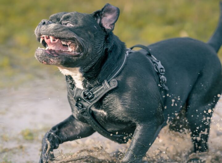 energetic black dog running in water outdoors