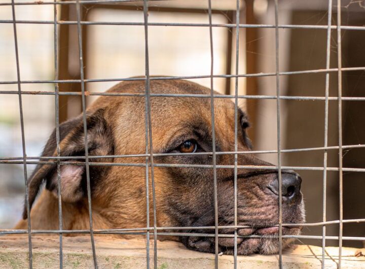 sad dog behind bars in animal shelter
