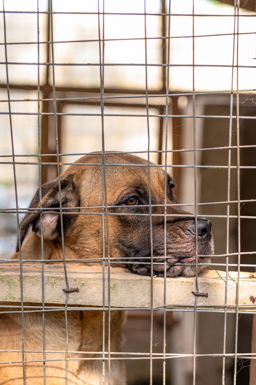 sad dog behind bars in animal shelter