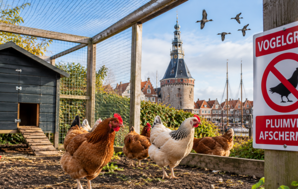 Kippen in een afgeschermde buitenren in de gemeente Hoorn, waar hobbyhouders hun pluimvee moeten beschermen tegen vogelgriep.