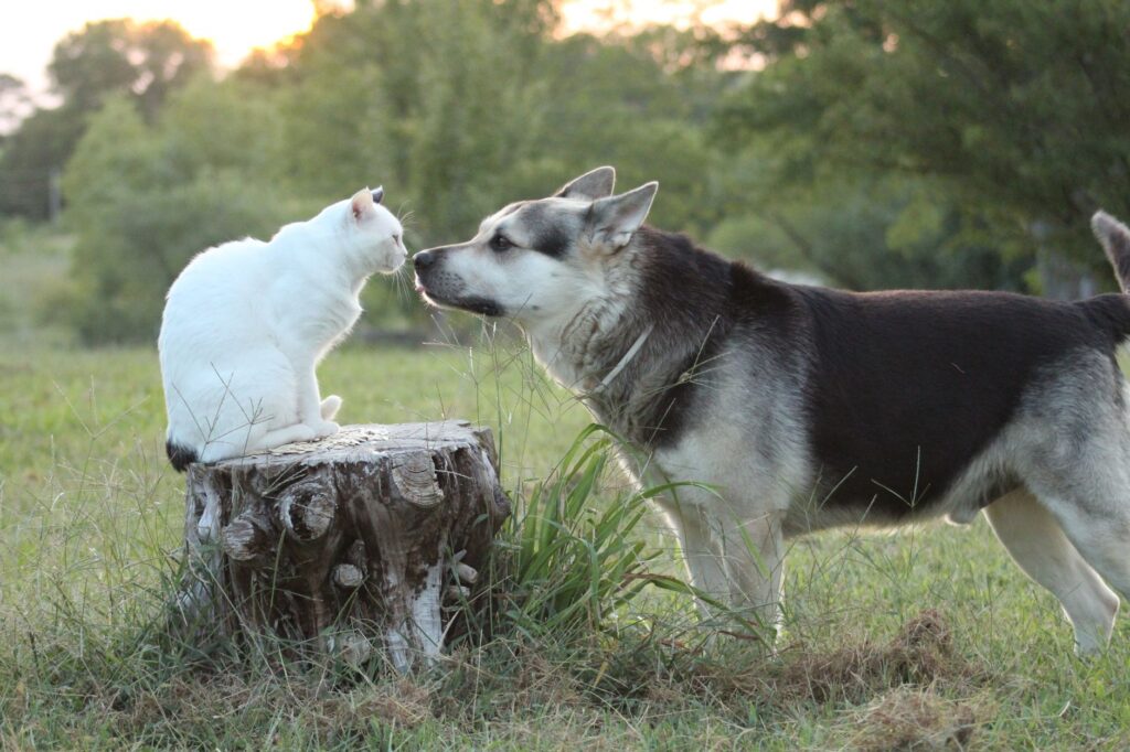 Hond en kat krijgen extra aandacht tijdens de viering van Dierendag.