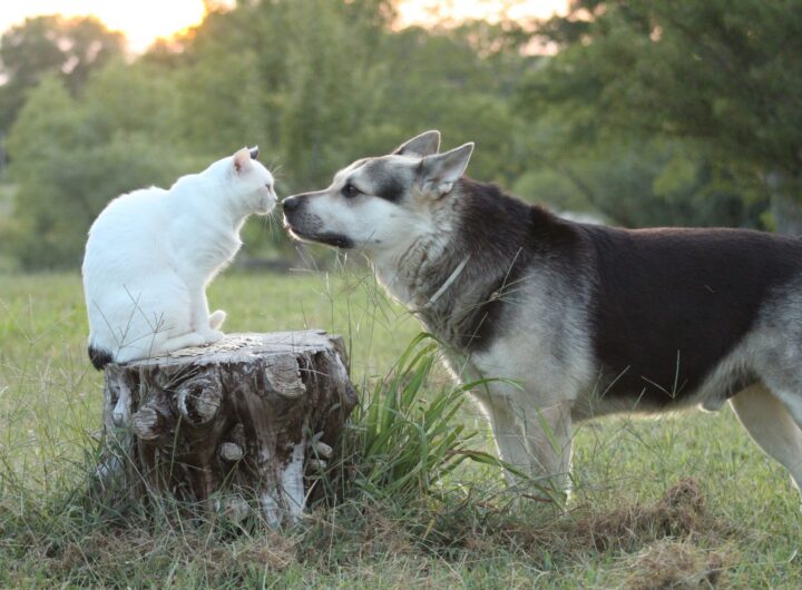 Hond en kat krijgen extra aandacht tijdens de viering van Dierendag.