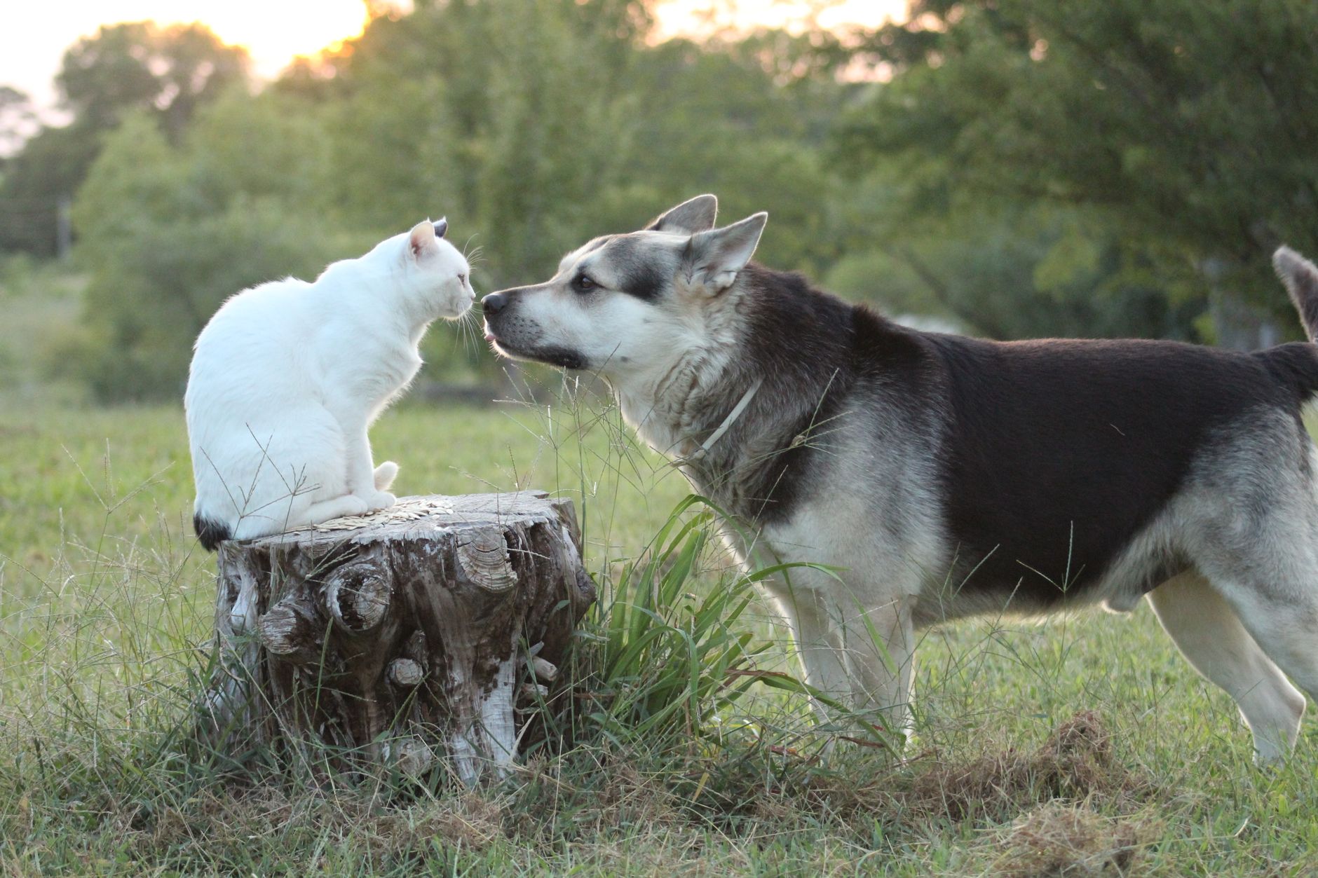Hond en kat krijgen extra aandacht tijdens de viering van Dierendag.